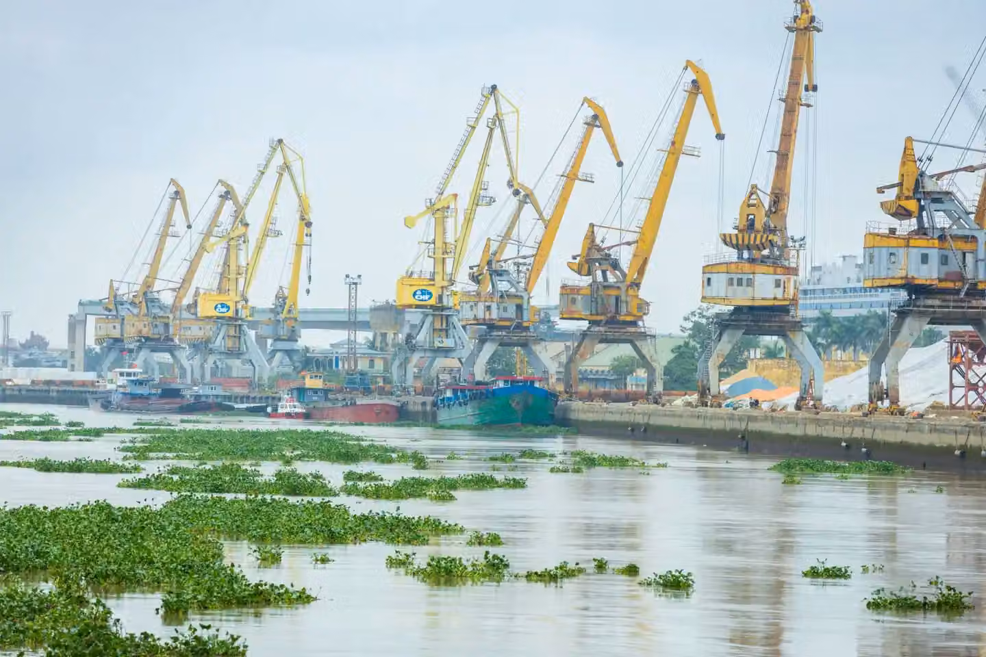 A busy industrial port with large cargo cranes lining the waterway. Vibrant water plants float by.